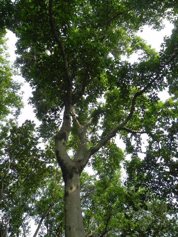 OUR PHILIPPINE TREES A Native Tree Walk in UP!