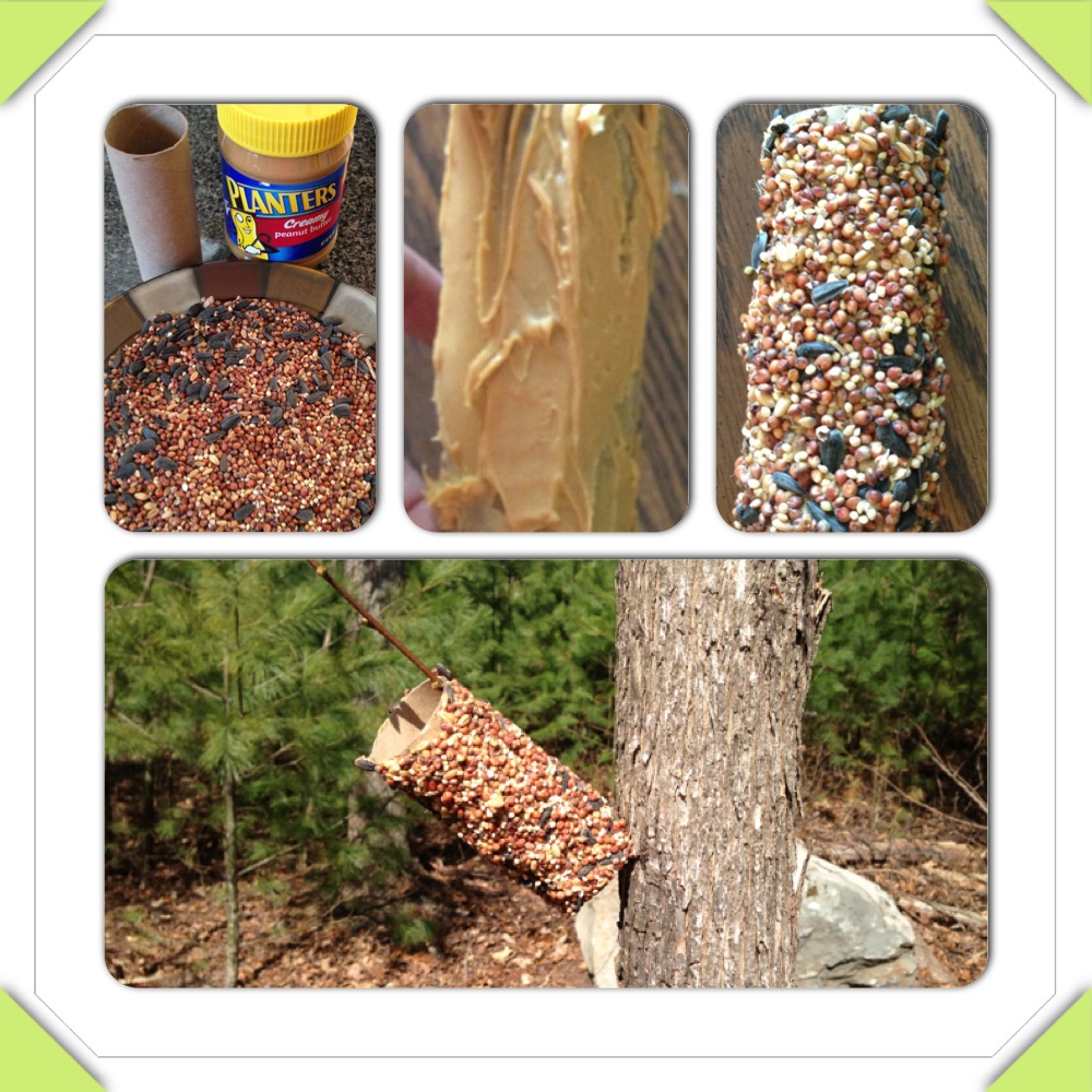 Clipping Money Toilet Paper Roll Bird Feeder