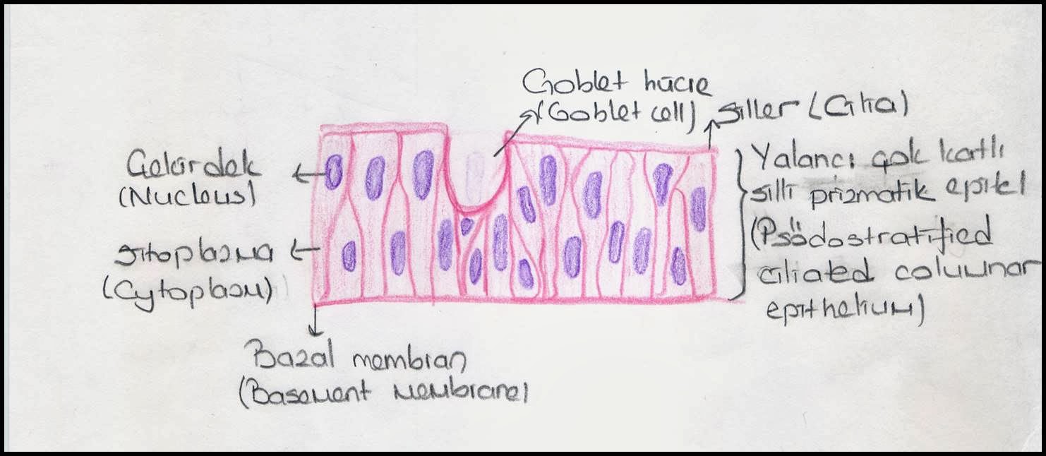 Lining Epithelium a labeled diagram of the cross section of the skin 