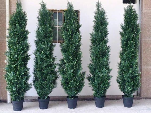 Inspirasi Jenis Tanaman untuk Pagar Rumah