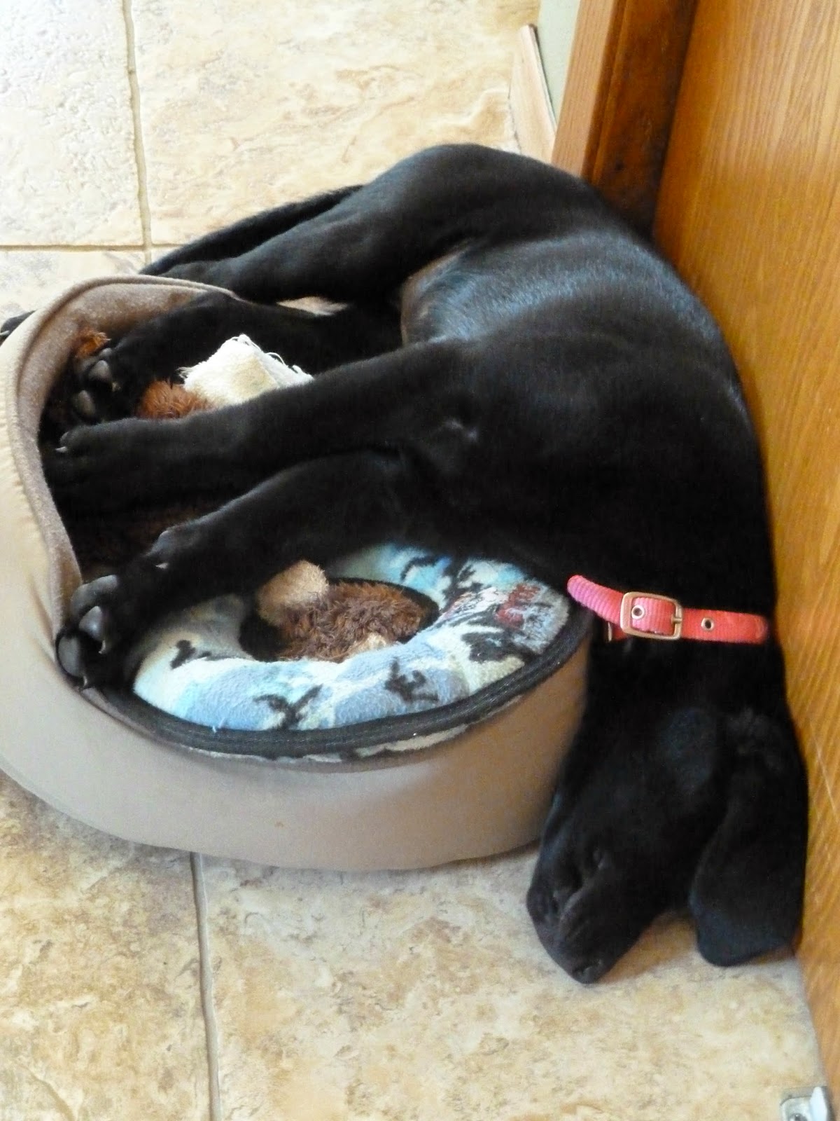 Getting your home organized with a puppy :: OrganizingMadeFun.com