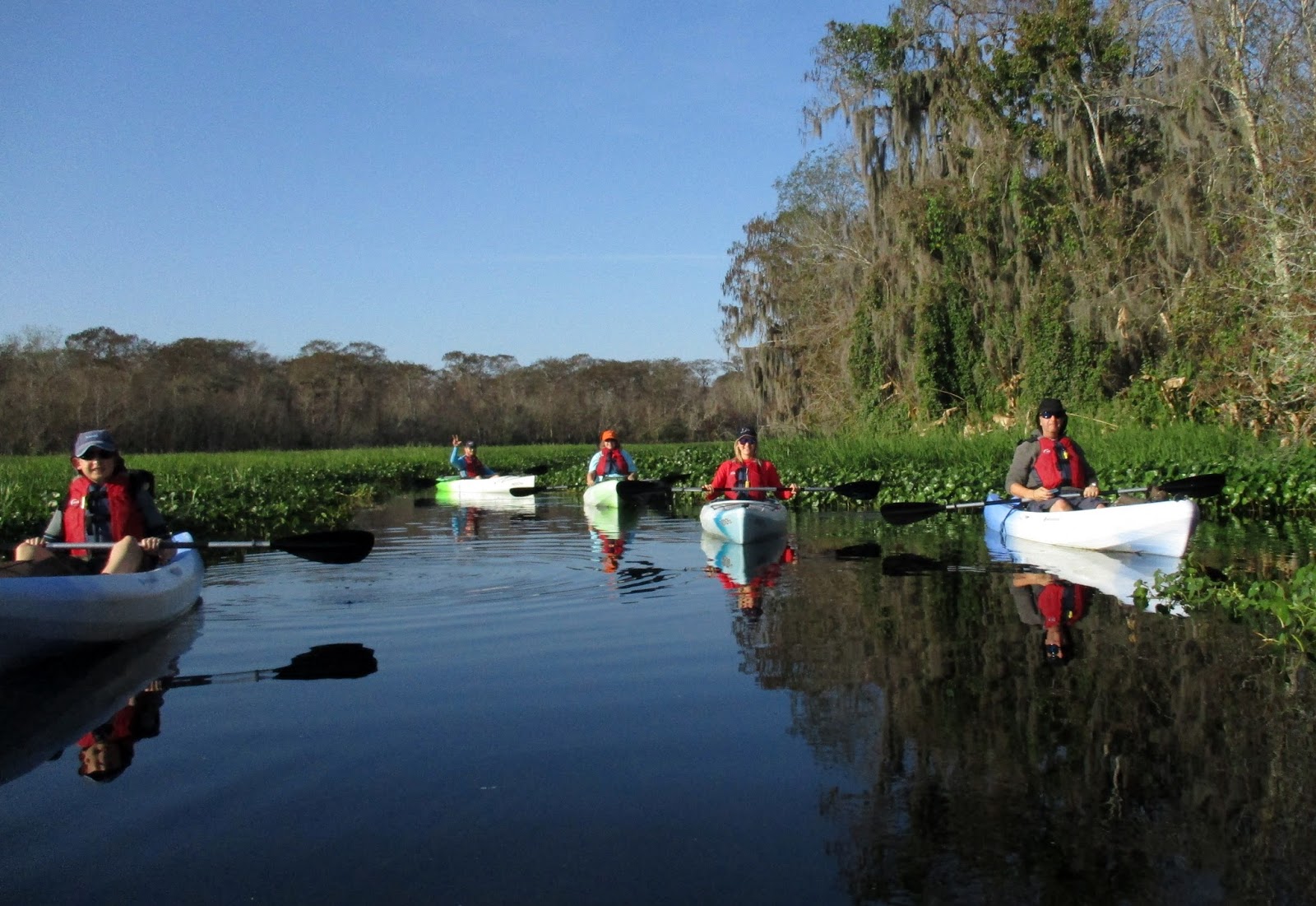 Central Florida Kayak Tours Kayaking with the Florida Manatees