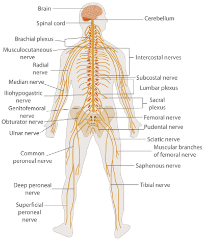 Reasonably Well: Treatment of Peripheral Neuropathy in Sjogren's Syndrome