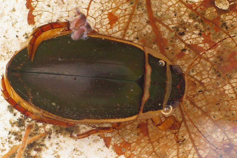 Great Diving Beetle