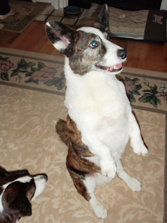 grangefield cardigans