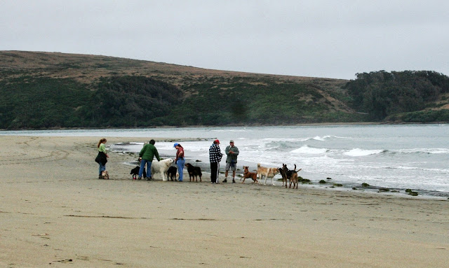 group of people in the distance by the water's edge with large group of dogs of all shapes and sizes