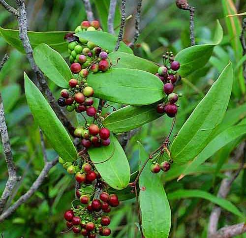 Quả cây Thổ Phục Linh - Smilax glabra - Nguyên liệu làm thuốc Chữa Tê Thấp và Đau Nhức Quả cây Thổ Phục Linh - Smilax glabra - Nguyên liệu làm thuốc Chữa Tê Thấp và Đau Nhức