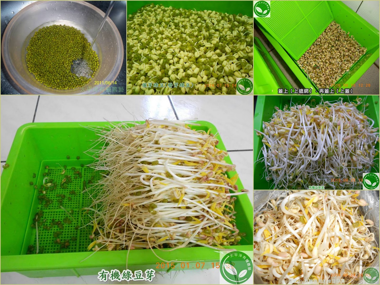 綠豆,綠豆的功效,綠豆子,韓式涼拌豆芽菜食譜,豆芽,種綠豆,發綠豆芽,如何發綠豆芽,炒豆芽菜,種綠豆生長過程