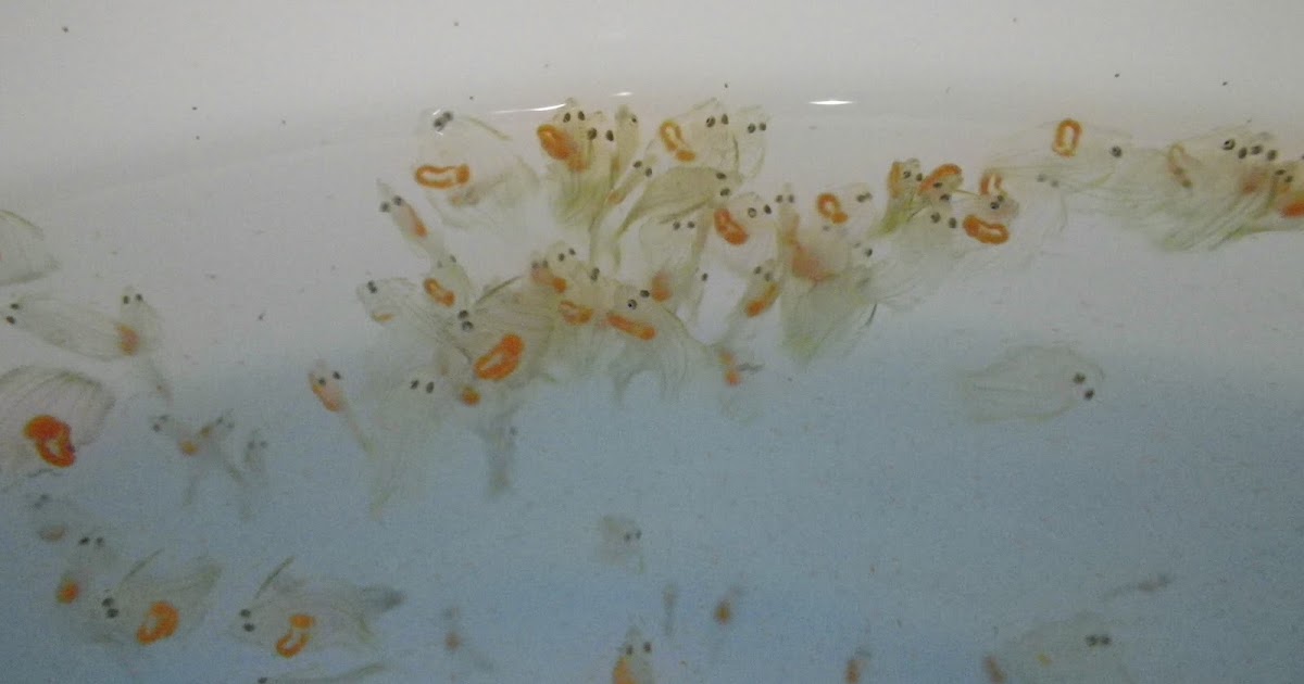 Tokai University, Kihara Lab Blog Japanese flounder