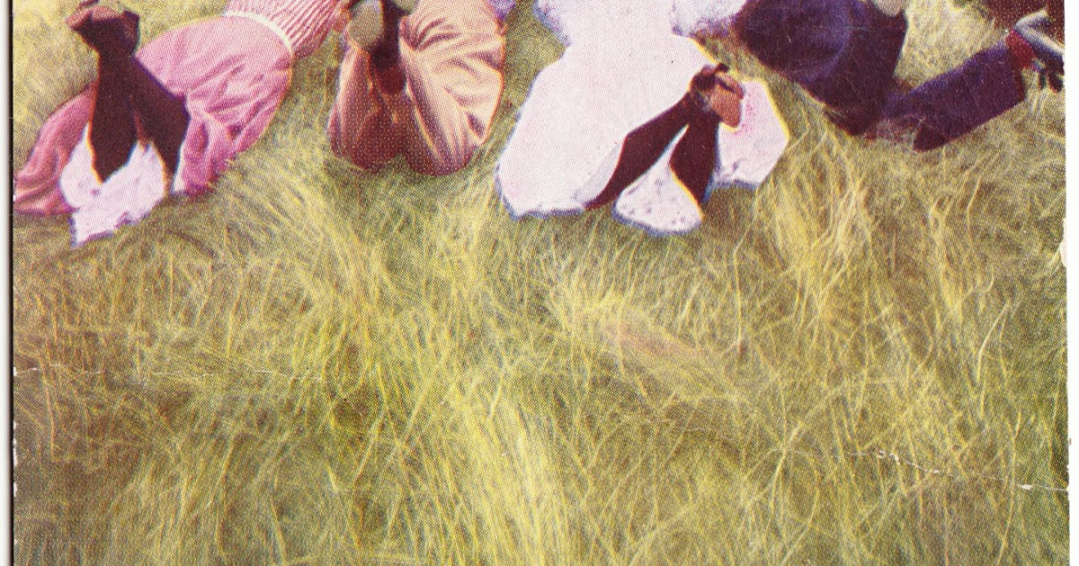 Papergreat Roll, roll, roll in ze hay Roll, roll, do it all day