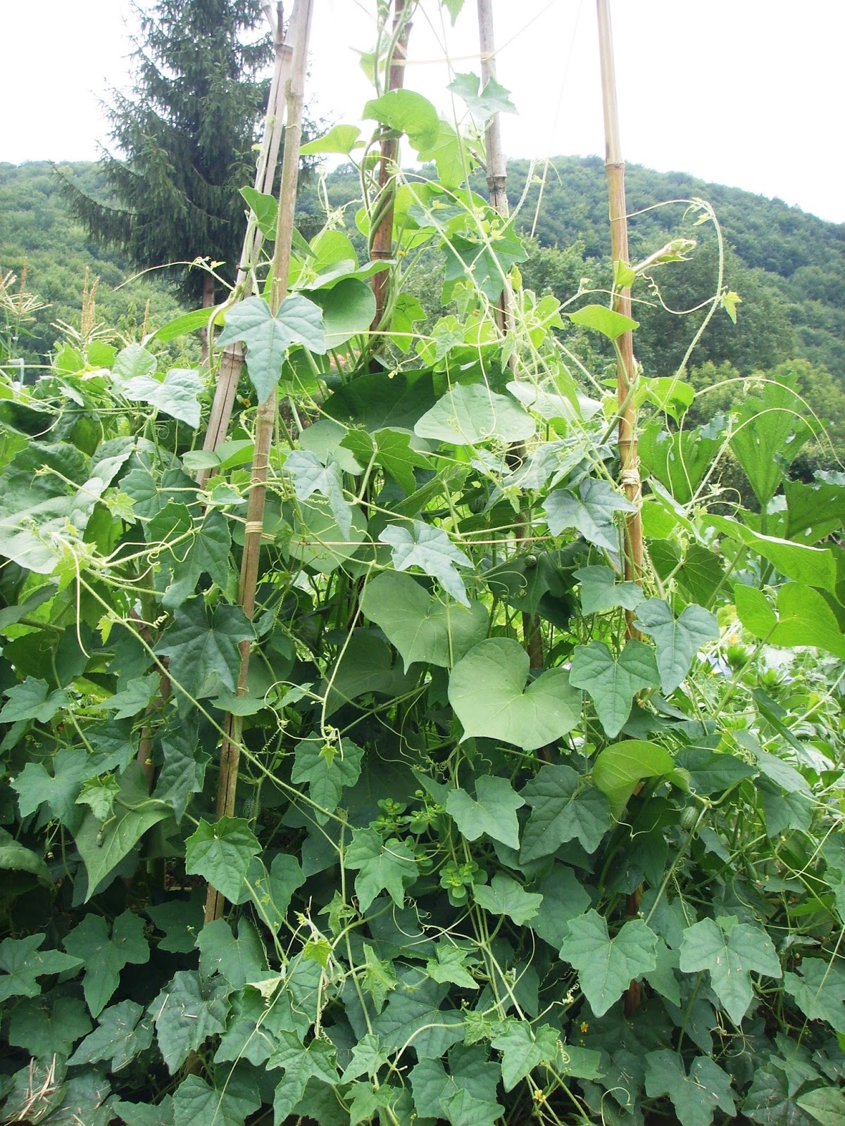 Stella in the Pyrenees Garden Cucamelon