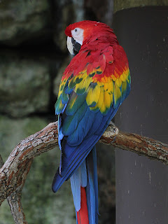 Macaw + Grayscale; Mode Soft Light; Opacity 50%