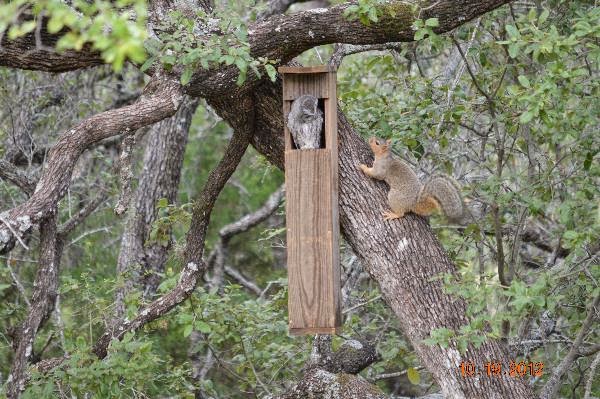 Screech Owl Nest Box and Squirrel