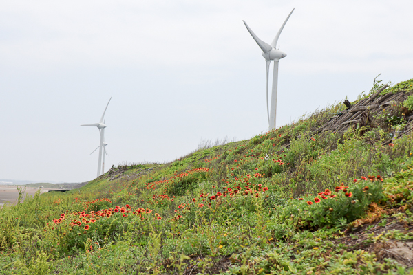 苗栗後龍海角樂園海邊賞天人菊、大風車、彩虹造景,美照好好拍 苗栗後龍海角樂園海邊賞天人菊、大風車、彩虹造景,美照好好拍