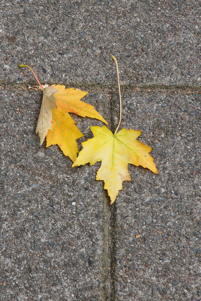 two yellow leafs