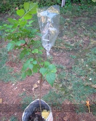 Durham Council Of Garden Clubs Underplanting Mature Trees