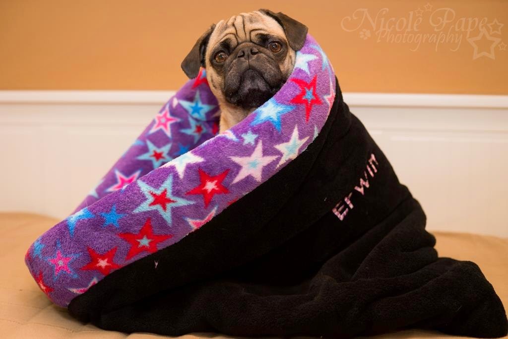 Clarabellchen Ein Kuschelsack für den Hund