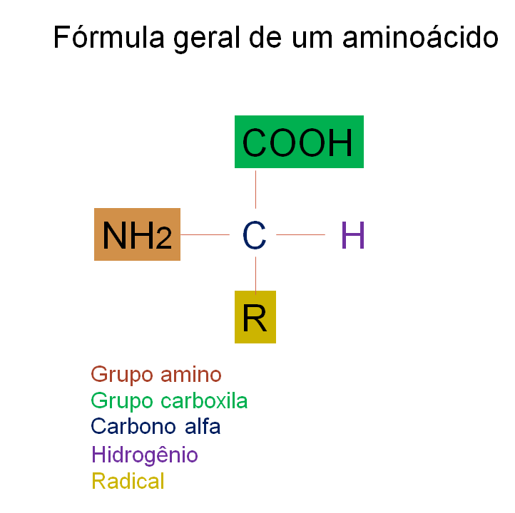 Resumo básico Aminoácidos Estudantes de Bio UFAC