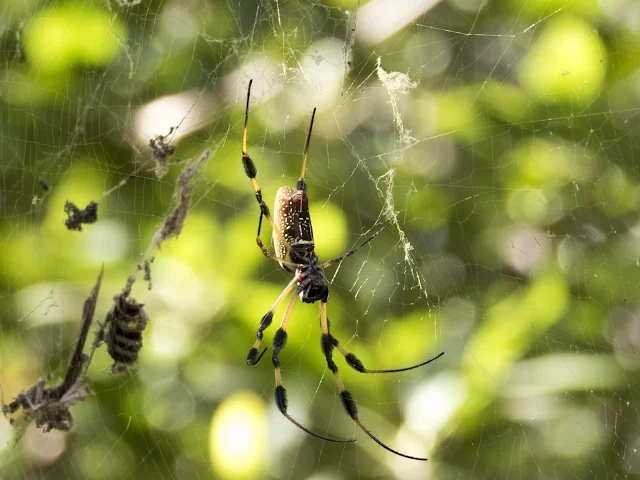 Spider moving in for the kill in Clam Pass Park, Florida