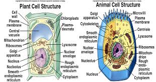 Education for your life: understanding cells