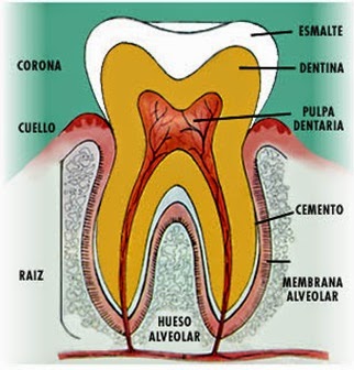 de que estan hechas los dientes de que estan hechas los dientes