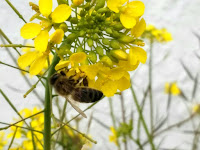 Abeja jpg