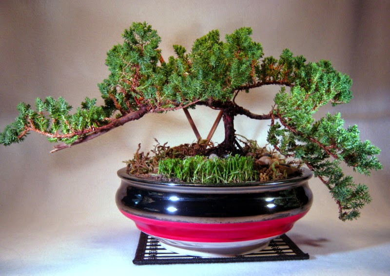 Handmade Ceramic Bonsai Pots by Matthew Kennedy