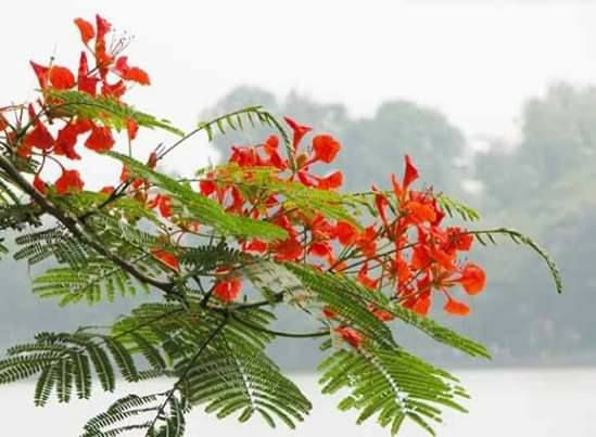 Pecinta Bunga Dan Tanaman Hias Manfaat Bunga Flamboyan