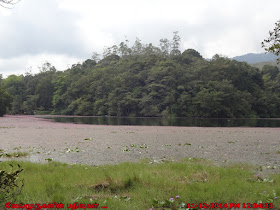 Kerala Fresh Water Lakes - Pookode Lake