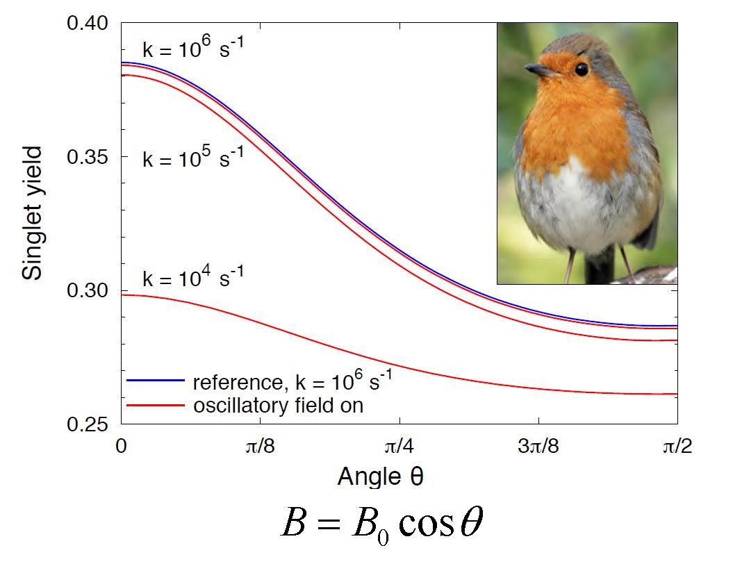 Quantum Gazette A quantum compass for birds