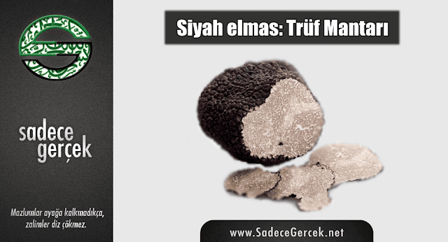 Siyah elmas: Trüf mantarı