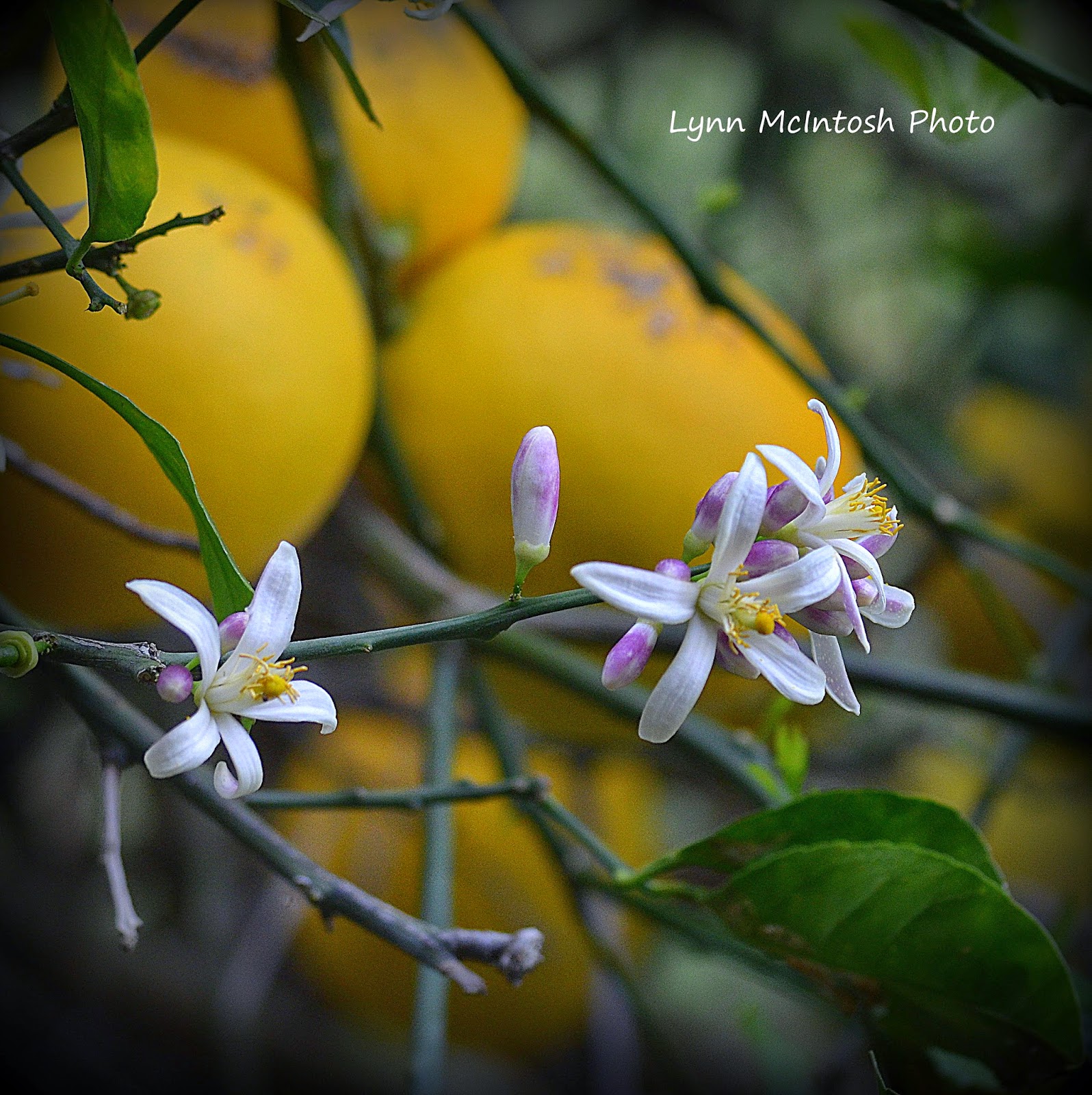 Southwest Florida Gardener Orange Blossoms How Delicious!