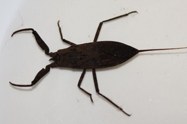 Water scorpion | Facts About All