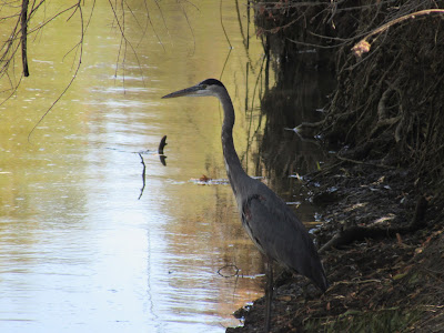 Colusa National Wildlife Refuge California