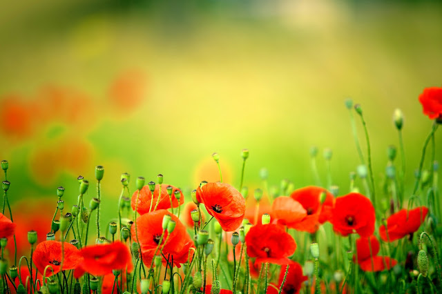 Red poppies (10 pictures)|Pictures of flowers