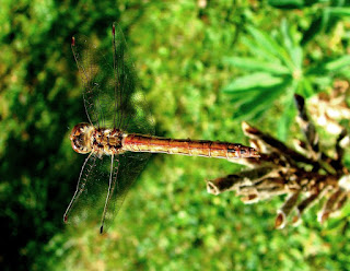 Libelle, Odonata, , Libellen, dragonfly, Libélula, libellule Insekten, insekte, insektet, intsektuak, insekti, Насекоми, insekter, insects, Putukad, Hyönteiset, insectes, έντομα, serangga, feithidí, skordýr, insetti, ensèk