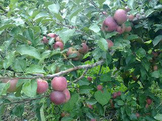 Apples From Shimla's Garden (Theog-Rohru) By DSLR Camera- Apple Plants From Shimla's Bagicha 