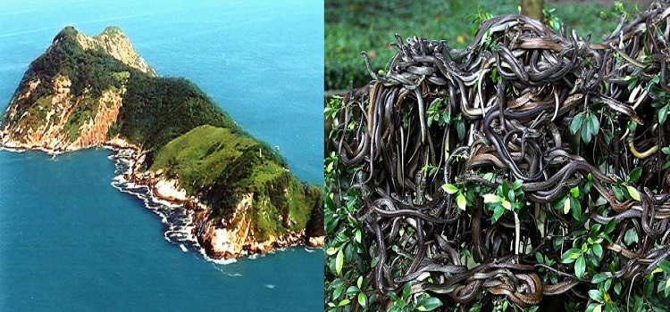 Snake's Island (Ilha da Queimada Grande)
