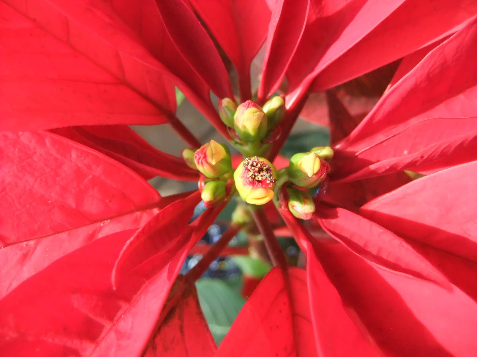 福岡市植物園ブログ ちいさな大発見 No 14 18 12 24 ポインセチア