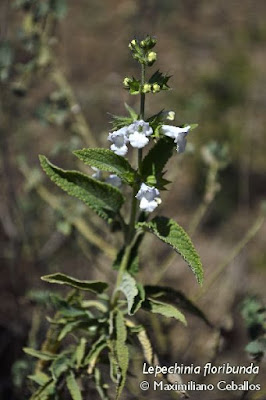 Salvia blanca (Lepechinia floribunda)