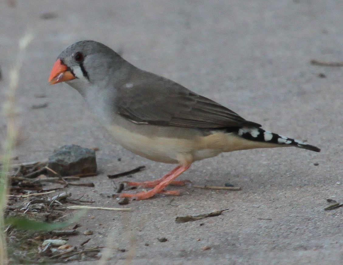 Richard Waring's Birds of Australia: Zebra Finches