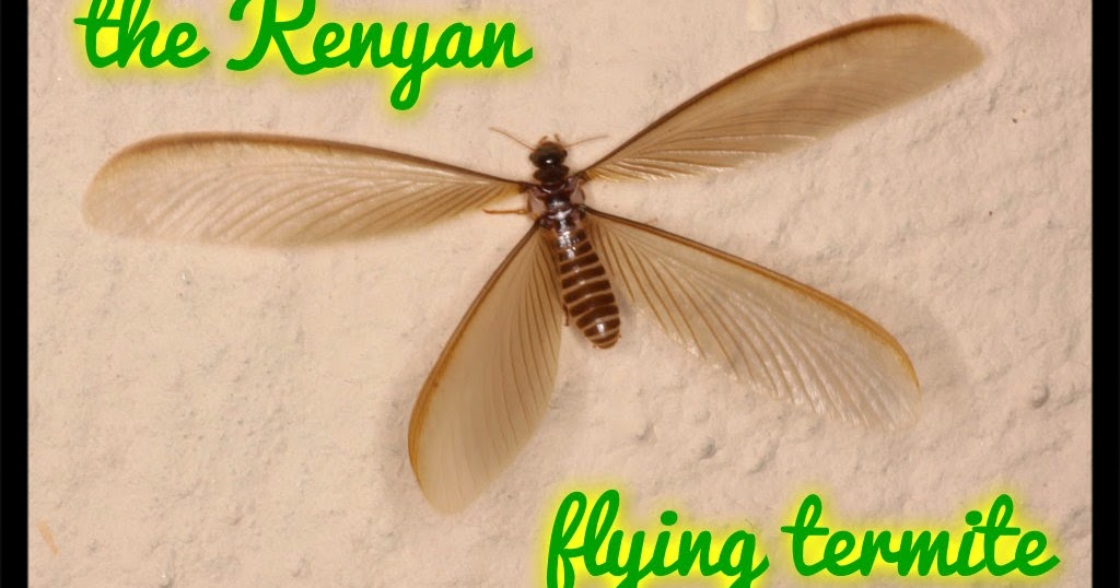 Bernie's African Odyssey : THE ATTACK OF THE FLYING TERMITES