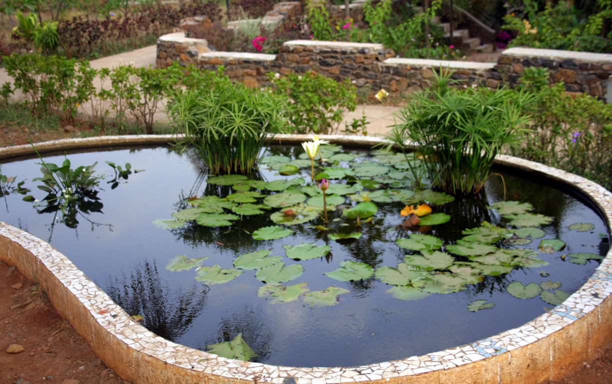Mumbai Daily Lotus pond