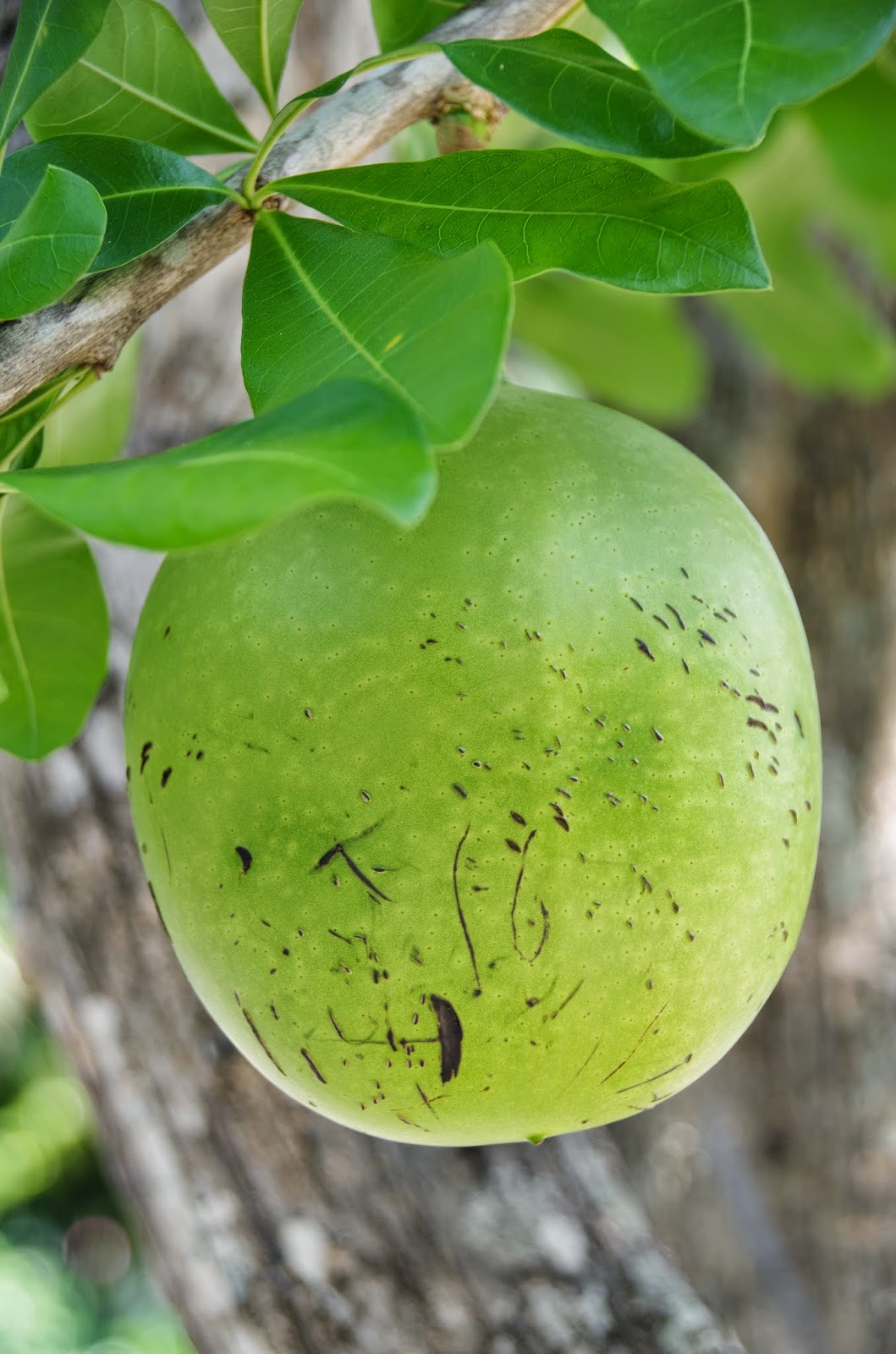 Calabash Fruit