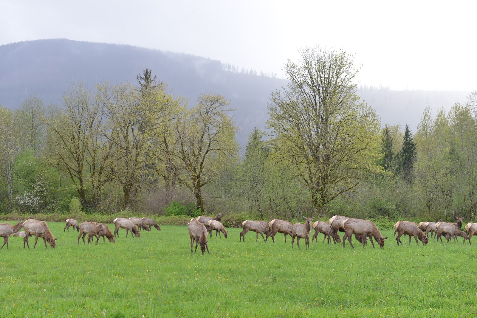Northwest Railway Museum Blog Happy 20th, Meadowbrook Farm!