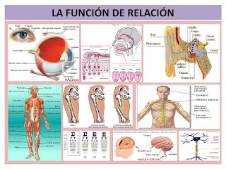 http://engalego.es/panel/alm/chs/milalemos/a_funcion_de_relacion/a_funcion_de_relacion.html