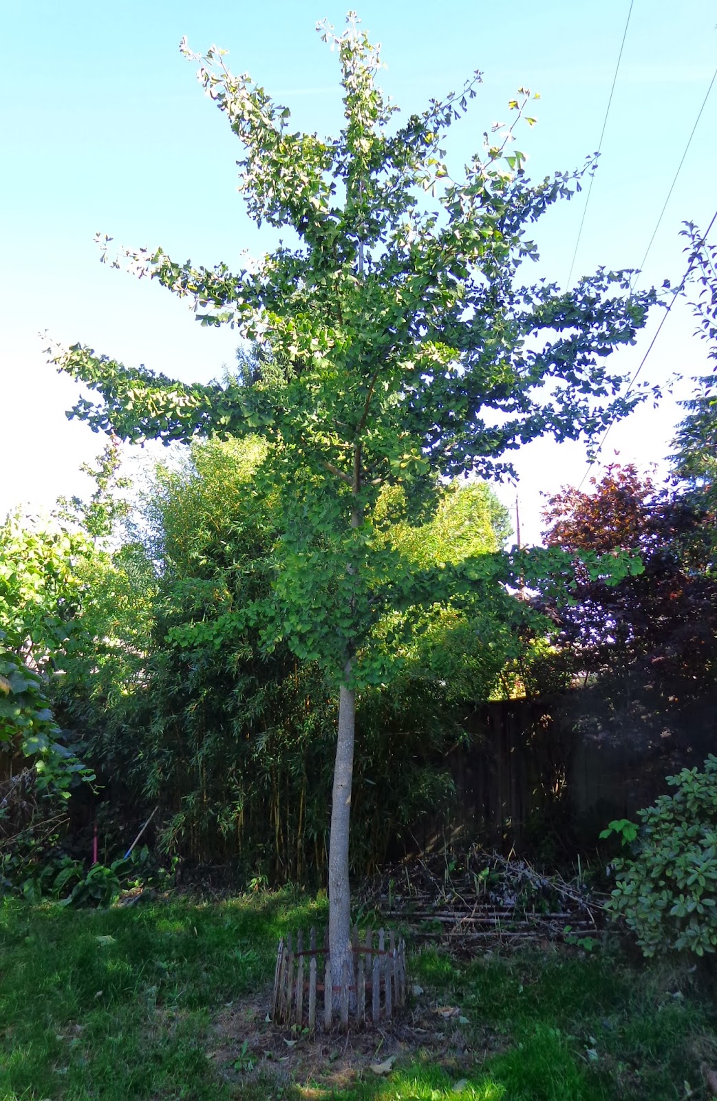 Daniel's Pacific NW Garden My Dad's Ginkgo biloba