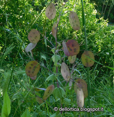 Flora spontanea, esursioni, birdwatching, confetture oleoliti sali aromatici erbe officinali erbe aromatiche ghirlande decorazioni con fiori secchi erbe per tisane ortica dittamo bosco orto e giardino