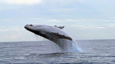 Photographer Ahab pursues white whale 14 years photo looks gray funny
