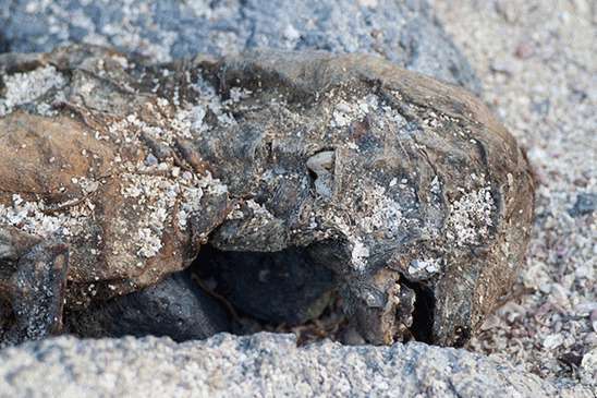 Bigfoot Discovered in Alberta